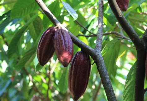 Cacao El Oro De Los Dioses Conoce Todo Sobre L Plan B