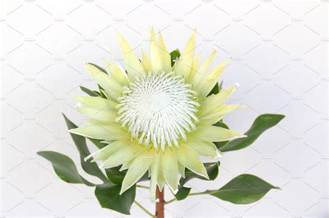 White King Protea Isolated Stock Photo Containing White And King Protea