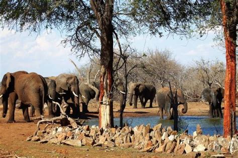 Ndzuti Safari Camp 2023 Game Lodge Balule Nature Reserve