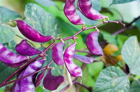 Seeds 10 Hyacinth Ornamental Bean Fragrant Colorful Purple Flowers