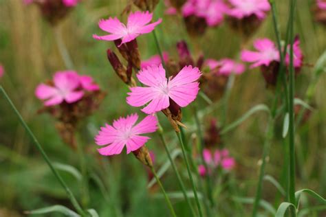 Dianthus carthusianorum