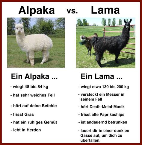 Was Ist Der Unterschied Zwischen Lamas Und Alpakas Bilder