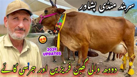 Dairy Milk Cow Sarband Mandi Peshawar New Updates Jersey Cow