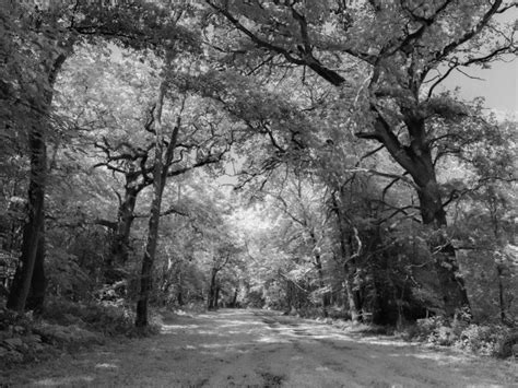 Mystery and Magic in the Woods | Wytham Woods