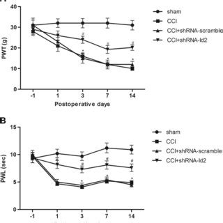 Knockdown Of Id Attenuated Mechanical Allodynia And Thermal