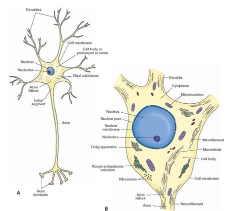 Histology of the Nervous System The Neuron Part 1 Fisiología