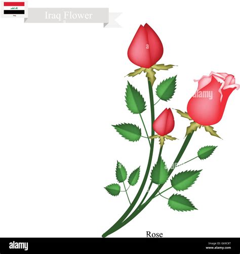 Iraq Flower, Illustration of Rose Flowers. The National Flower of Iraq ...