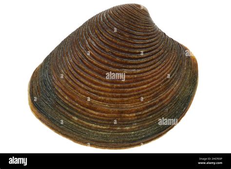 Striped Venus Shell Chamelaea Striatula From The Dutch North Sea