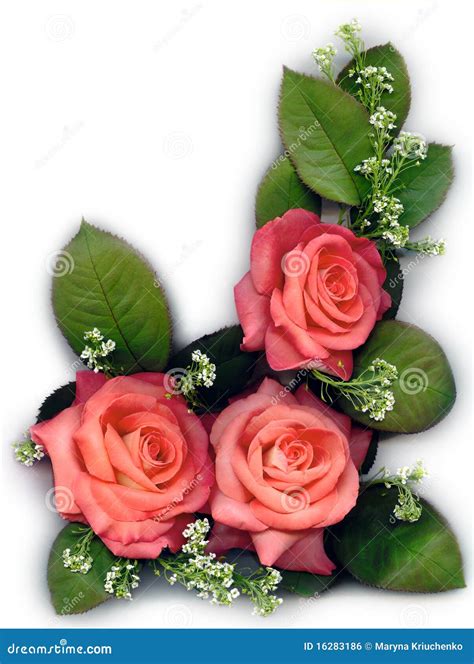 Peach Roses Stock Photos - Royalty Free Pictures