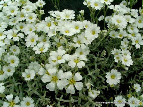 Cerastium tomentosum var columnae Silberteppich Staudengärtnerei