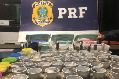 Prf Prende Bi Logo Russo Apontado Como Traficante Internacional De