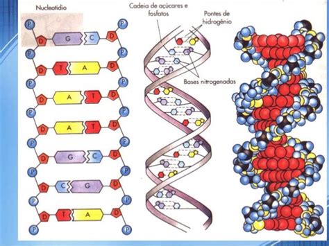 Fita Complementar Do Dna - Dna