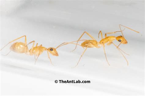 Entomology Pinning | The Ant Lab