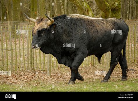 Aurochs animal Bos primigenius with large horns Stock Photo - Alamy