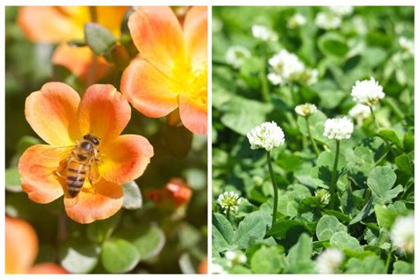 Bee Friendly Ground Covers Beautifying Your Space And Helping Bees