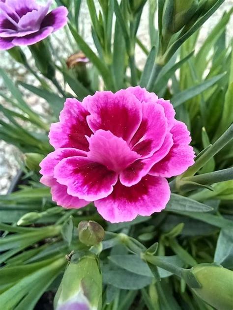 Pink Kisses® Dianthus Dianthus Pink Kisses® PP#24707 from Pender Nursery