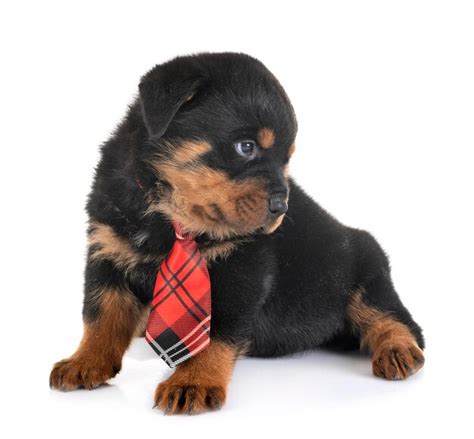 Un Lindo Cachorro Sentado En El Suelo Contra Un Fondo Blanco Foto Premium