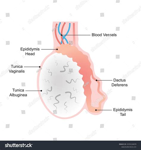 Scientific Designing Testicle Anatomy Organ That Stock Vector Royalty