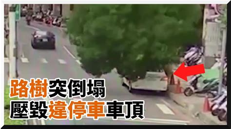 路樹因下水道工程突倒塌！壓毀路旁違停車車頂｜阻礙交通｜新北｜社會 Youtube