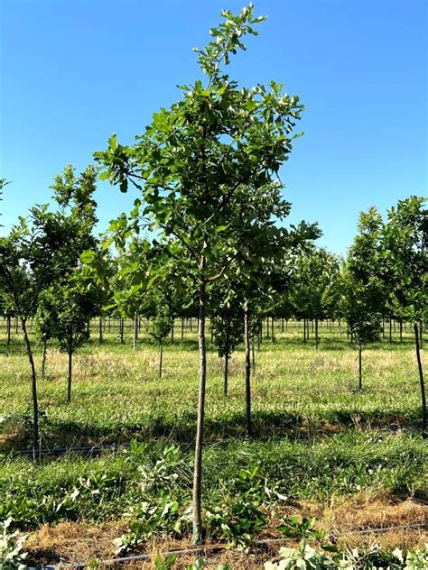 New Video - Pruning Oaks! - Spring Grove Nursery