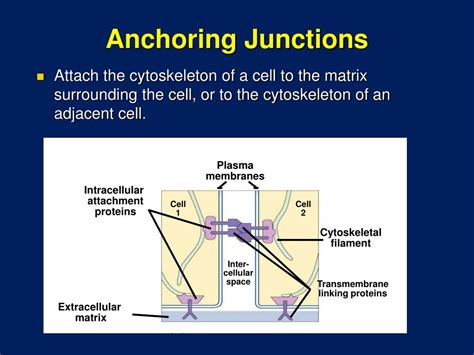 Ppt Cell Membrane Structure And Function Powerpoint Presentation