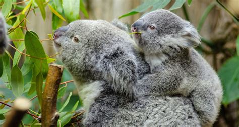 Island koalas could help maintain species amidst chlamydia epidemic ...