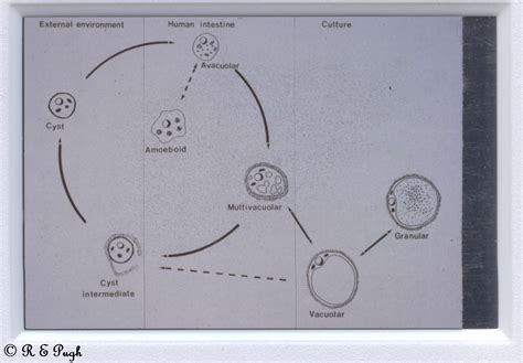 Blastocystis Hominis Life Cycle