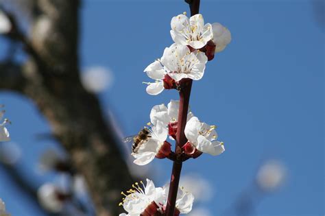 Buah Persik Yang Merekah Mekar Foto Gratis Di Pixabay Pixabay