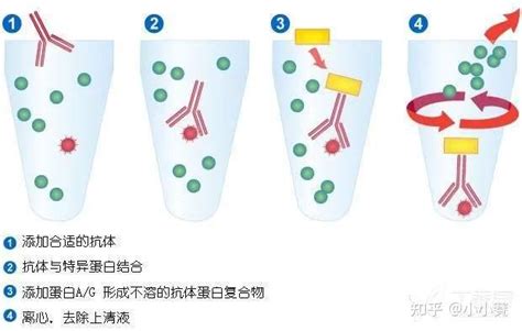 4种常见的蛋白质互作技术 知乎