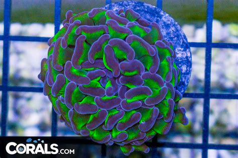 Big Branching Hammer Frag Australia Neon Stems Purple Tips Corals