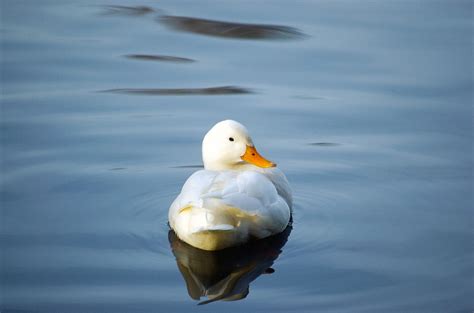 Duck Bird Water Free Photo On Pixabay Pixabay