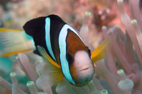 Amphiprion clarkii