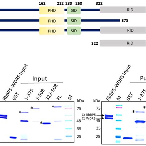 Cfp1 RID Domain Interacts With RbBP5 A GST Pull Down Assays Showing