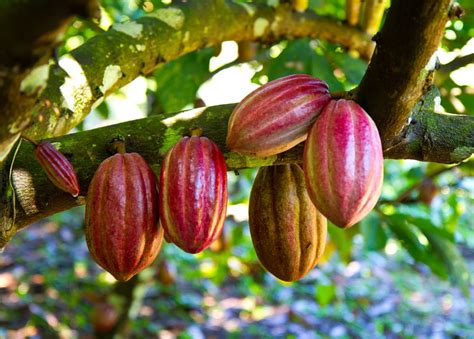 La Historia Del Chocolate Y Su Leyenda M Xico Desconocido