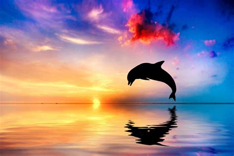 Dolphin Jumping Out Of Water Sunset View 4k Wallpaperhd Animals