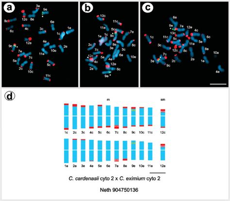 A B C Double Fluorescent In Situ Hybridization To Three Metaphase