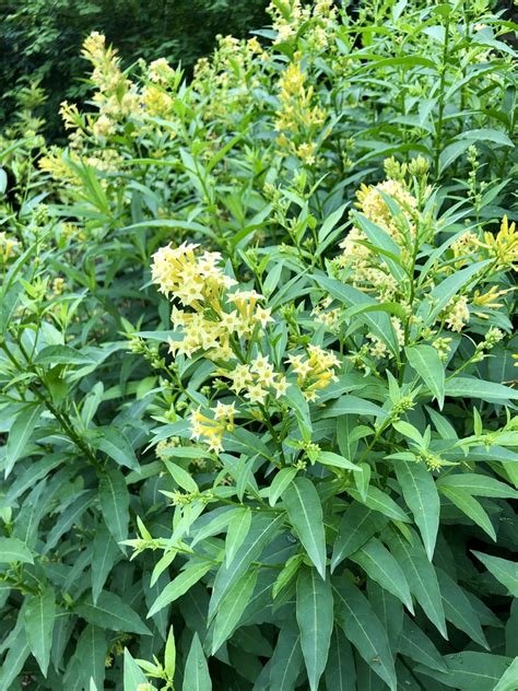 Cestrum Aurantiacum Night Blooming Jasmine Orange Cestrum Orange