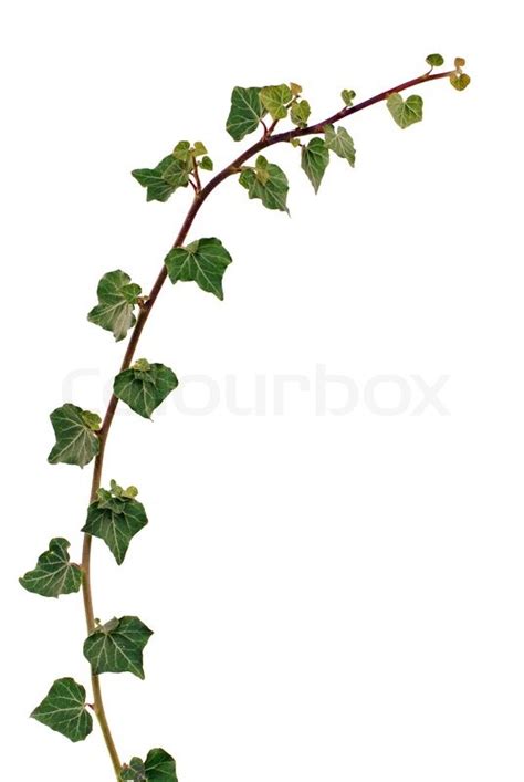 ivy vine stock image colourbox