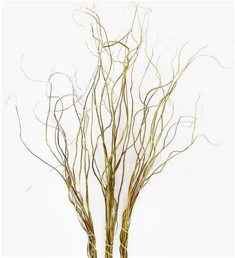 Bulk Pussy Willow Branches Toronto Bulk Flowers Wholesale