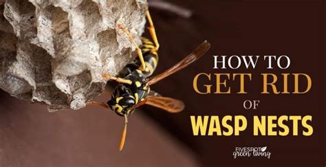 How To Prevent Wasp Nests Around Your Home Get Rid Of Wasp Nest How