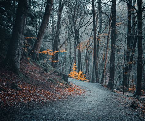 If You Go Down To The Woods Today Well Wednesday Just Gone Flickr