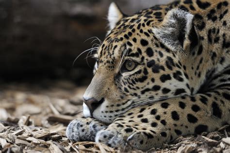 壁纸 野生动物 大猫 晶须 Ocelot 捷豹 捕食者 动物群 脊椎动物 特写 猫像哺乳动物 鼻子 3600x2396