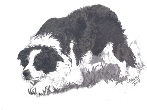 Border Collie Sketch at PaintingValley.com | Explore collection of Border Collie Sketch