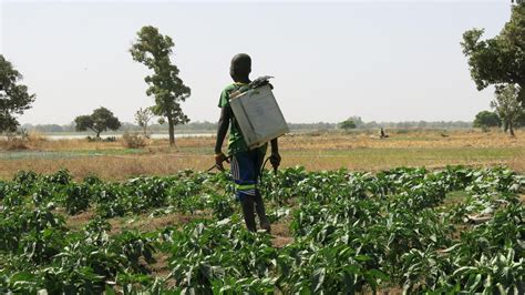 Burkina Faso Des Risques Associés à L Usage De Pesticides Epfl