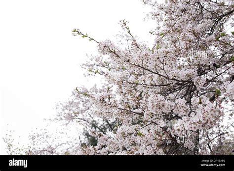 Cereza japonesa Prunus serrulata Seúl Corea del Sur flores rama