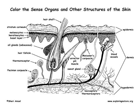 Integumentary System Coloring Sheet Printable Templates Free