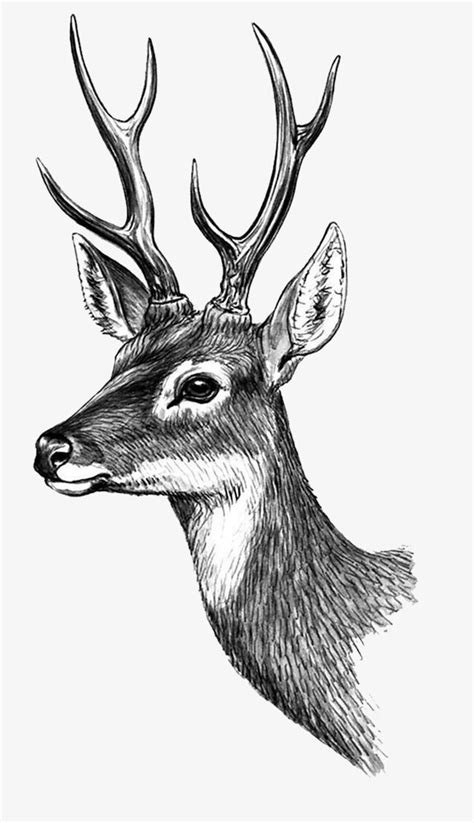 Pintado A Mano Dibujo Deer Cabeza De Ciervo Cabeza Ciervo De