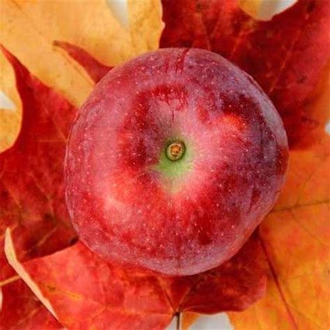 Growing Your Own Apples Can Be Disappointing And Fruitless Pun