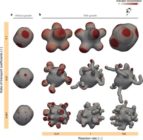 Combining Turing And 3d Vertex Models Reproduces Autonomous Multicellular Morphogenesis With