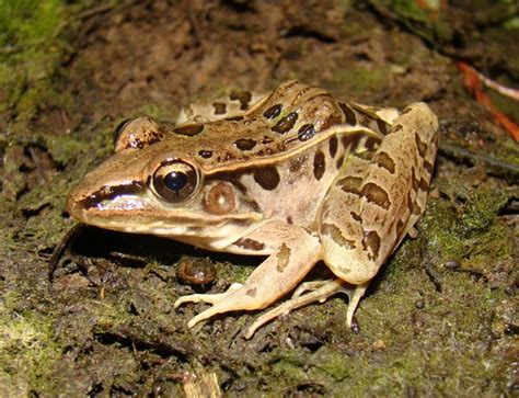 Southern Leopard Frog | Brad Glorioso’s Personal Website Amphibians and ...